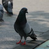 _MG_0362